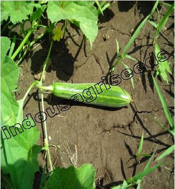  Cucumber Hybrid Seeds