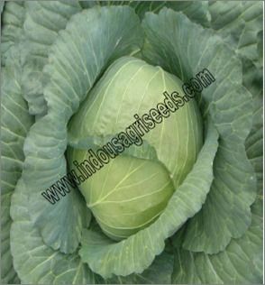 Cabbage Fresh Seed