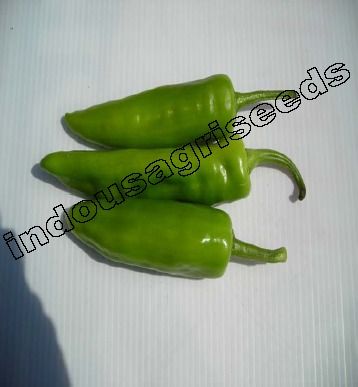 Chilli Hybrid Seeds