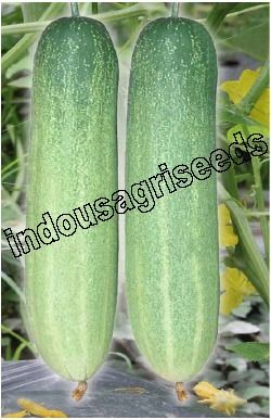 Silver Cucumber Hybrid Seed