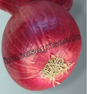 Onion Hybrid Seed