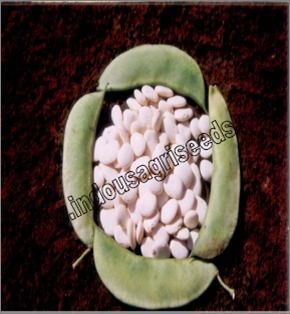 Pulses Seeds