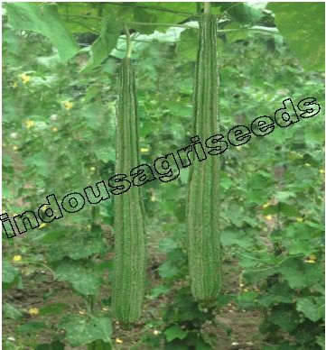 Ridge Gourd Hybrid Seeds