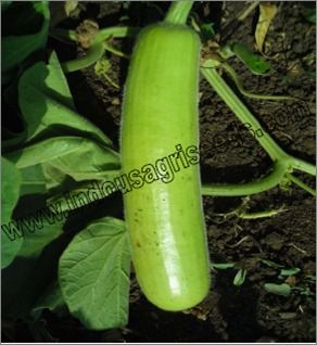 Vegetable Hybrid Seed 