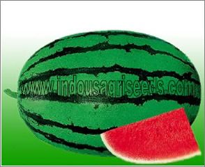 Water Melon Seed