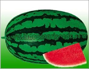 Watermelon Hybrid Seed