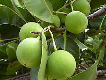 Tamanu Oil (Calophyllum Inophyllum Seed Oil)