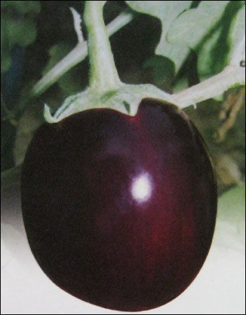 Brinjal Seeds