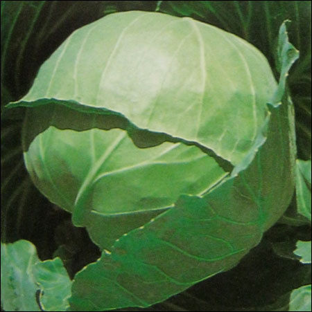 Cabbage Seeds (S-996)