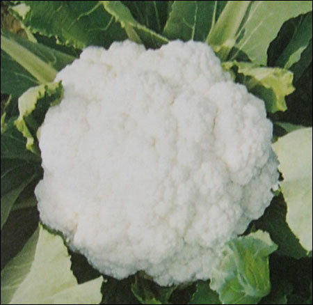 Cauliflower Seeds