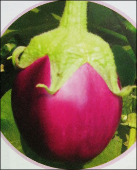 Brinjal Seeds (No 143)