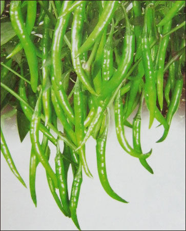 Chilli Seeds (S-415)