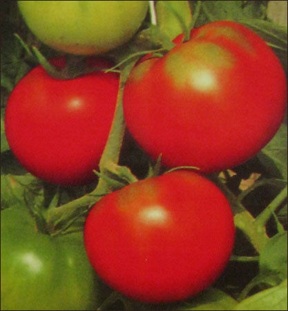 Tomato Seeds (S-3232)