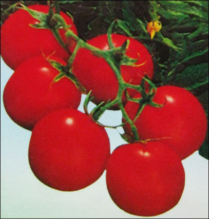 Tomato Seeds (Sc-3)