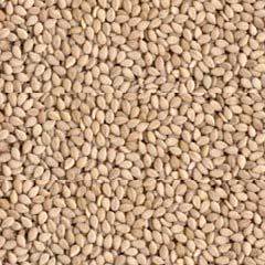 Natural White Sesame Seed