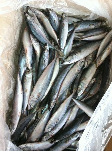 Pacific Mackerel