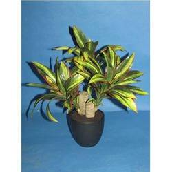 ABT 35cm Dracaena Plants