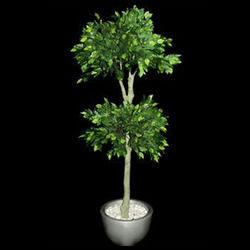 AP Ficus Plants Artificial Plants