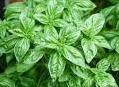 Basil Essential Oil - 10ml | Relaxing for Muscles, Soothes Insect Bites, Stimulates Sense of Smell