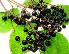 Elderberry Extract (Sambucus Nigra L.)