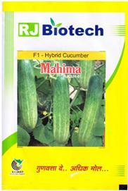 Hybrid Cucumber (Mahima)