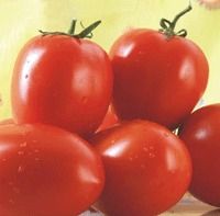 Hybrid Tomato a   Abhijit