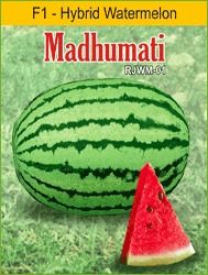 Hybrid Watermelon (Madhumati)