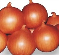 Onion (Fursungi)