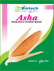 Research Hy. Maize (Asha)