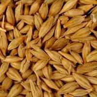 Barley Seeds