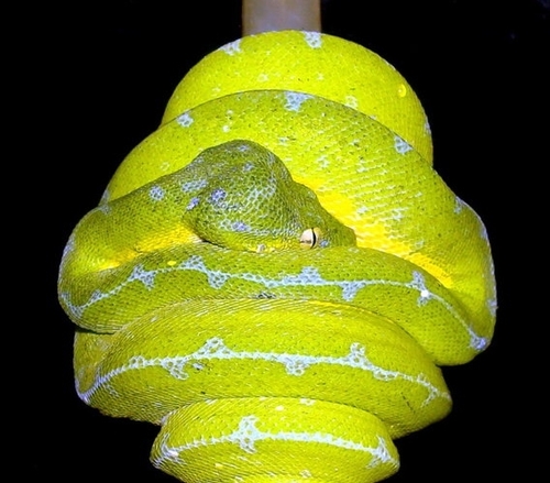 GTP Reptile