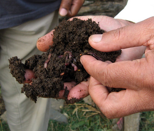 Vermicompost