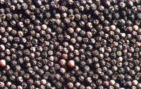 Black Pepper Seeds