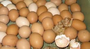 Fertile Chicken Eggs