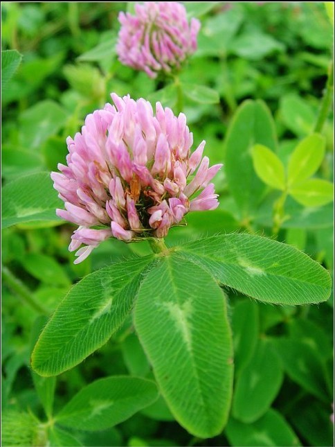 Red Clover Extract By Hunan Yuantong Pharmaceutical Co., Ltd.