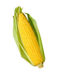 Yellow Maize