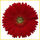 Red Gerbera Plants Pola Flower