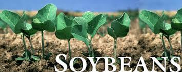 Soy Bean Meal 