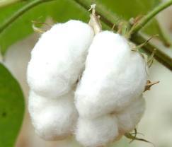 Cotton Bales