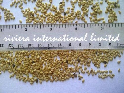 Sesame Seeds (Natural/Unhulled)