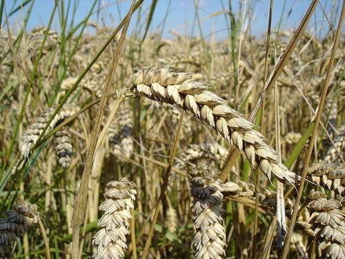 Pyare Wheat