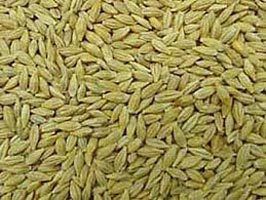 Barley Seeds