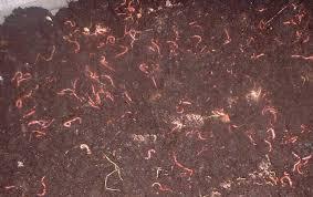 Vermicompost