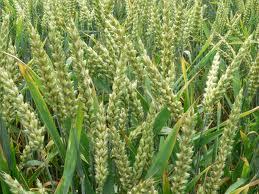 Wheat (Gehu)