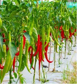 Chillies