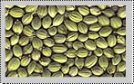 Coriander Seed