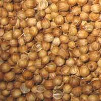 Coriander Seeds - High-Quality Spices, Rich Flavor Profile for Culinary Excellence