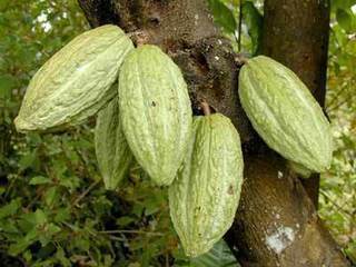 Theobroma Cacao Extact