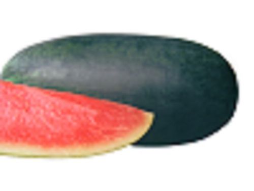 Watermelon Seeds 1119