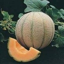 Muskmelon Seed Oil